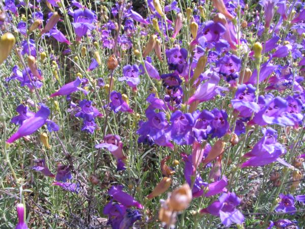 penstemon heterophyllus zuriblau