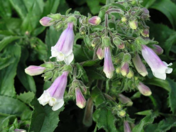 penstemon hirsutus pygmeus