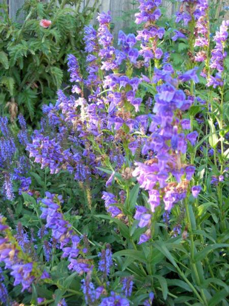 penstemon mensarum