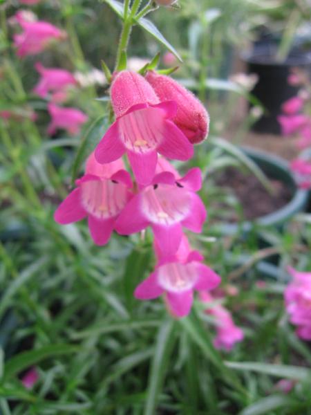 penstemon mexicale sunburst ruby