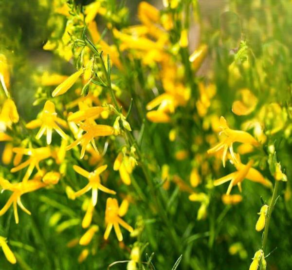 penstemon pinifol. mersea yellow