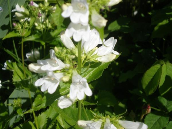 penstemon serrulatus albus