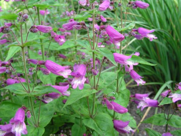 penstemon smallii