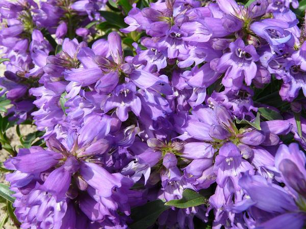 penstemon virgatus blue buckle