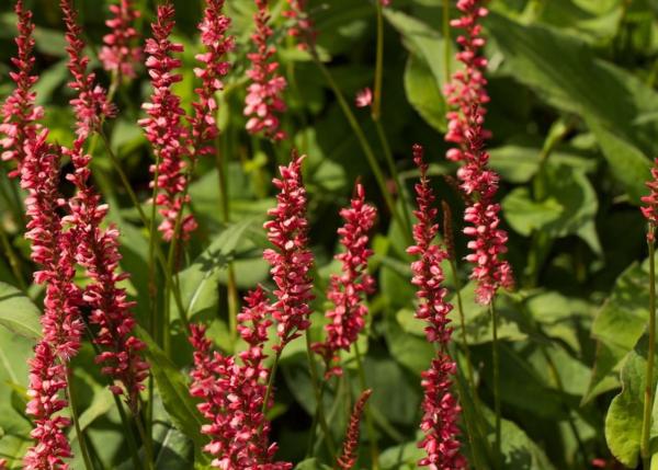 persicaria amplex. orange field 