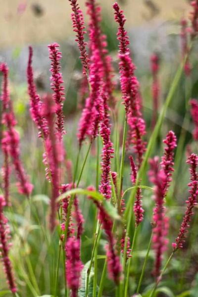 persicaria amplexic. summerdance