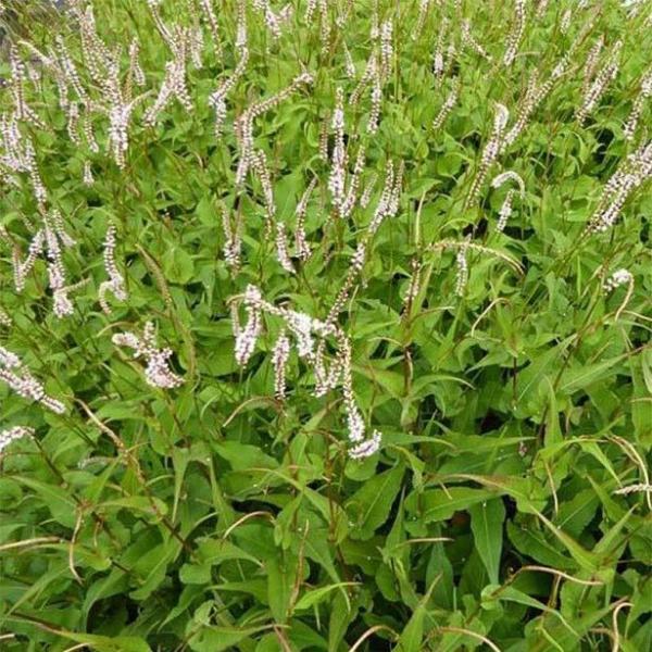 persicaria ampl. white eastfield