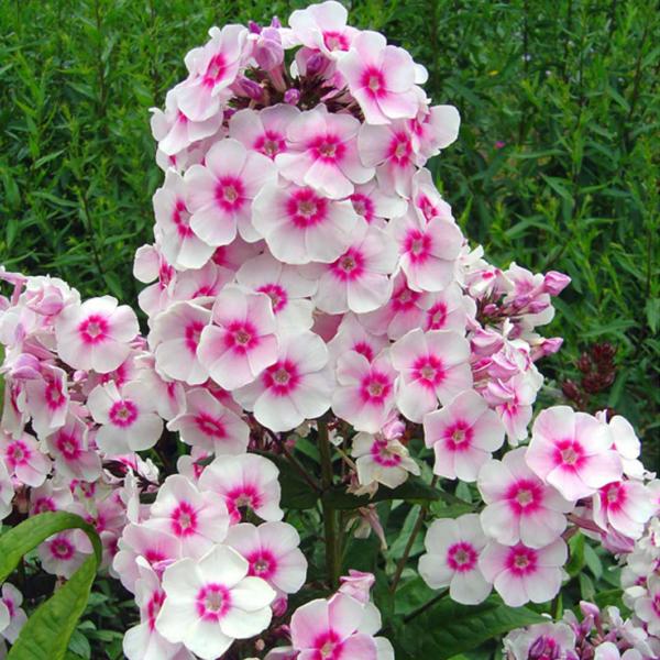 phlox paniculata europa