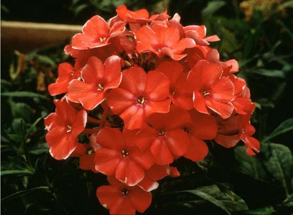 phlox panic. orange perfection