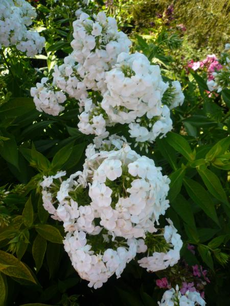 phlox paniculata white admiral