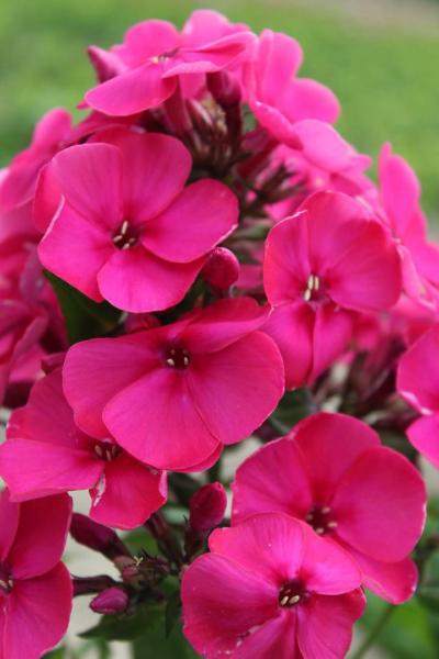 phlox paniculata windsor