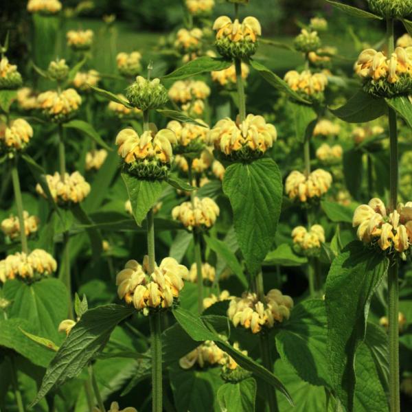 phlomis russeliana 