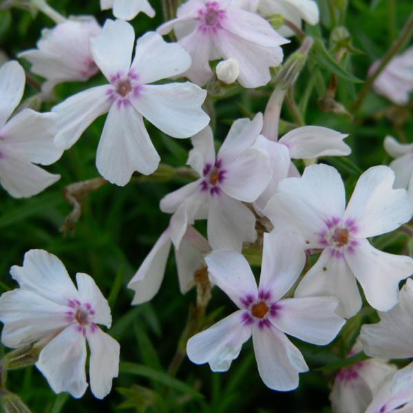 phlox subulata amazing grace