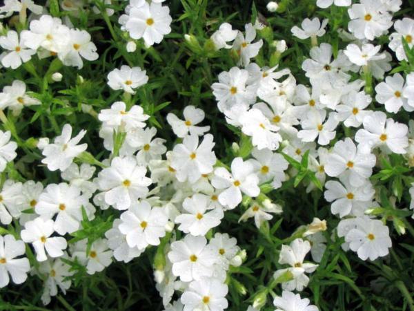 phlox subulata calvides white