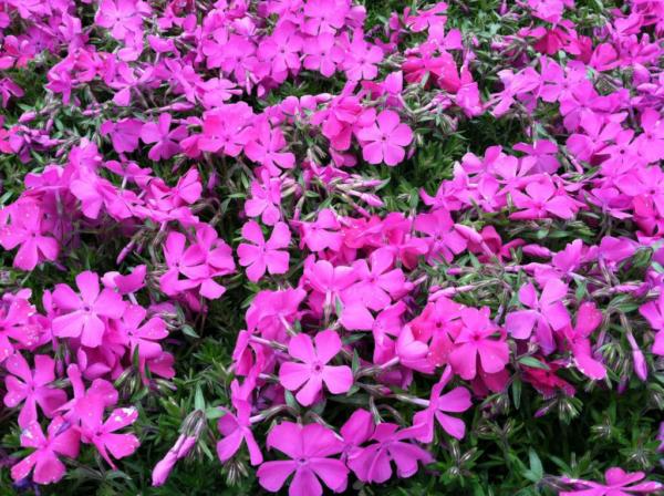 phlox subulata daniels cushion