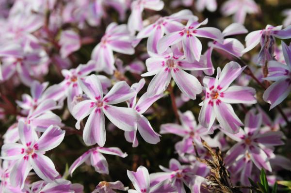 phlox subulata dado niko