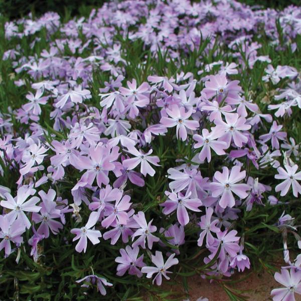 phlox subulata emerald blue