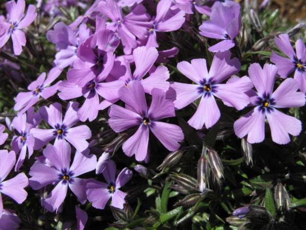 phlox subulata purple beauty