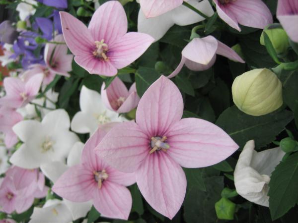 platycodon grandiflor. fuji pink