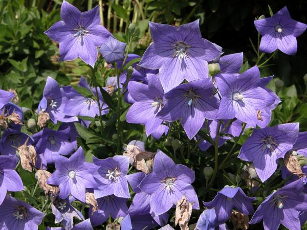 platycodon grandiflorus mariesii