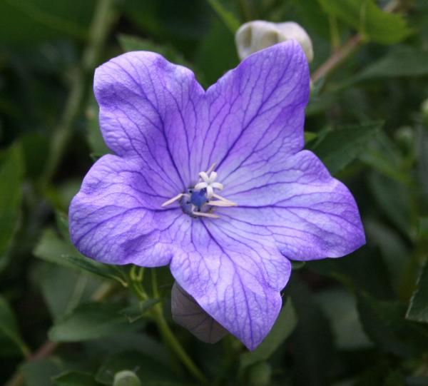 platycodon grandiflorus zwerg