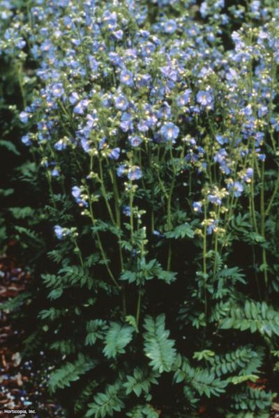 polemonium boreale tricolor 