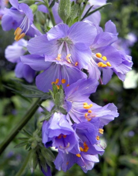 polemonium caeruleum 