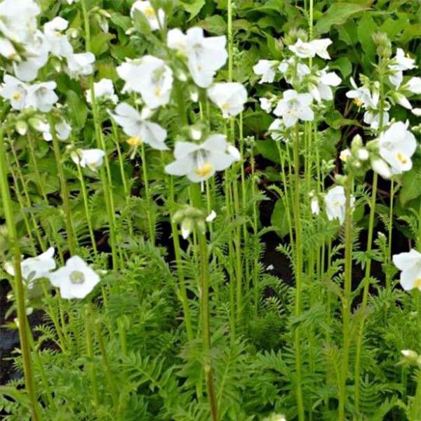 polemonium caer. filigree clouds