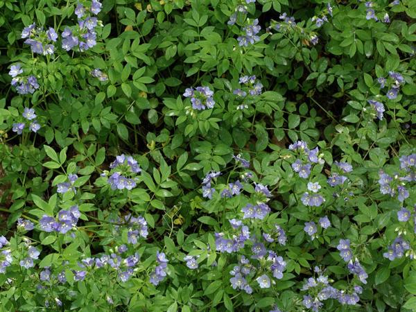 polemonium reptans blue pearl