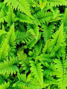 polystichum aculeatum