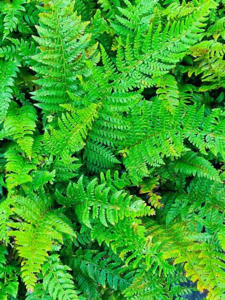 polystichum polyblepharum