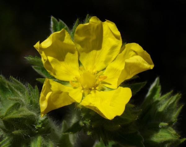 potentilla crantzii