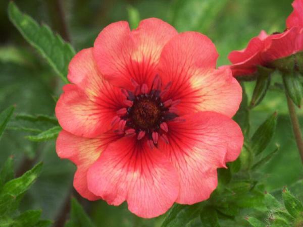 potentilla nepal. miss willmott