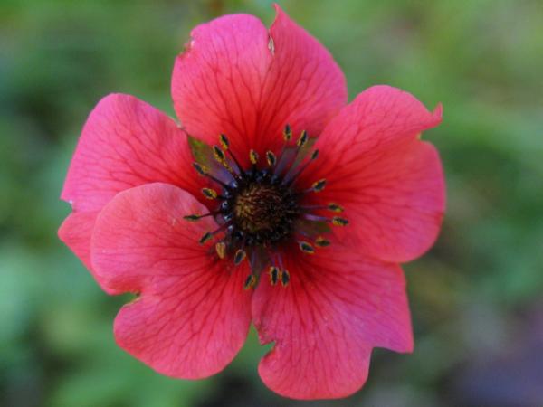 potentilla nepalensis shogran