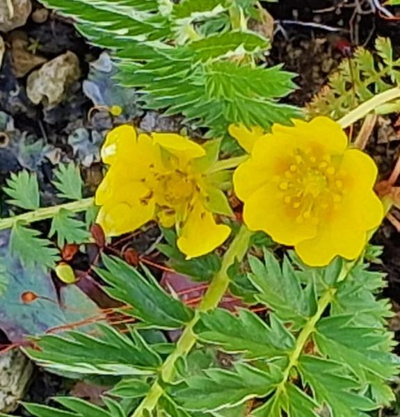 potentilla neumanniana