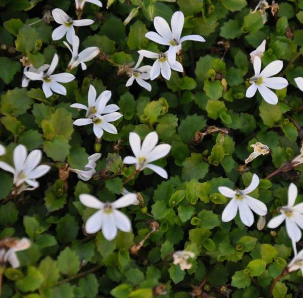 pratia angulata treadwellii