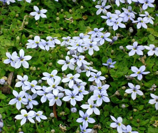 pratia pedunculata