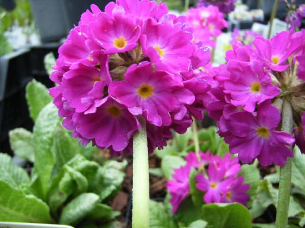 primula denticulata rubin