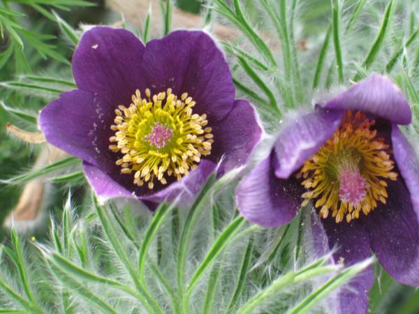 pulsatilla vulgaris