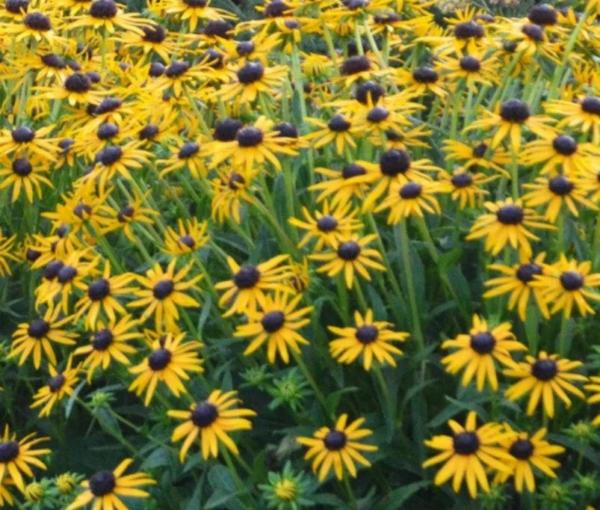 rudbeckia fulg. little goldstar