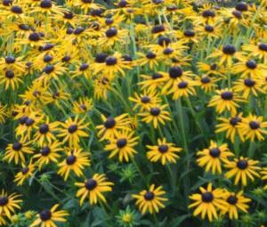 rudbeckia fulg. little goldstar