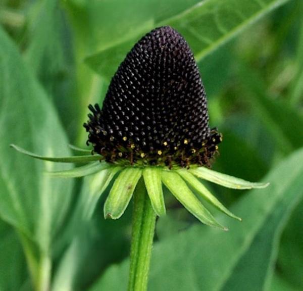 rudbeckia occidentalis