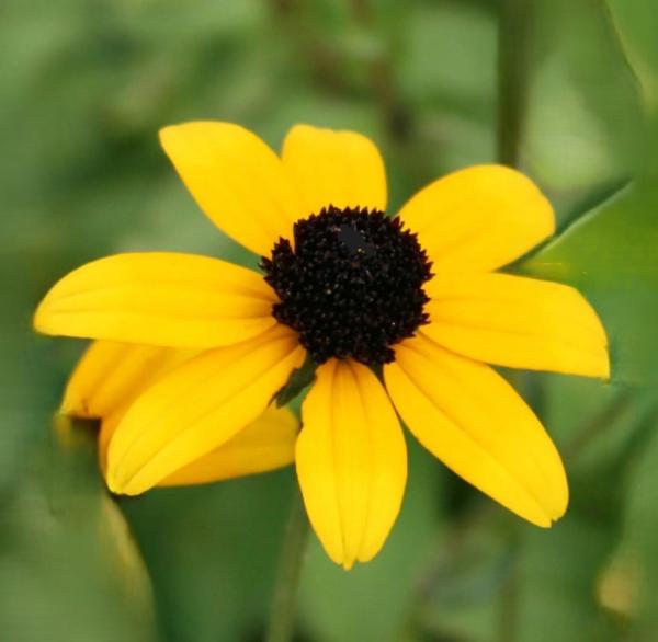 rudbeckia triloba blackjack gold