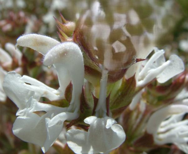 salvia aethiopis