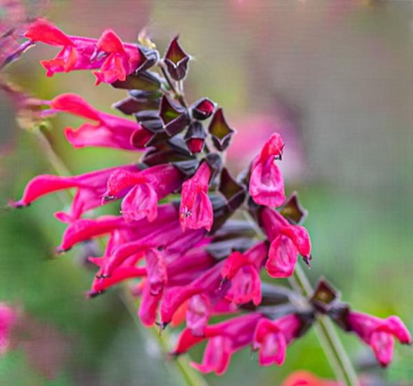 salvia guaranitica amante