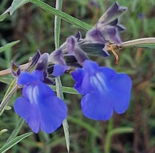 salvia azurea