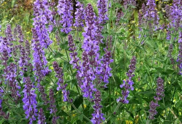 salvia nemorosa