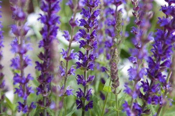 salvia nemorosa ostfriesland 