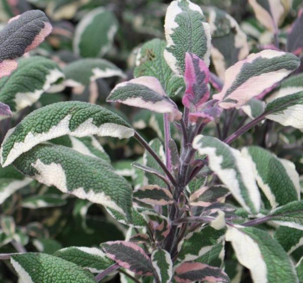 salvia officinalis tricolor