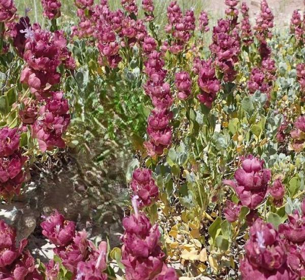 salvia pachyphylla